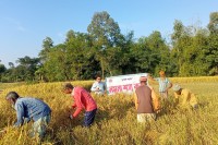 সুনামগঞ্জে-আমন-ধানের-বাম্পার-ফলনে-বোরো-চাষে-আগ্রহ-